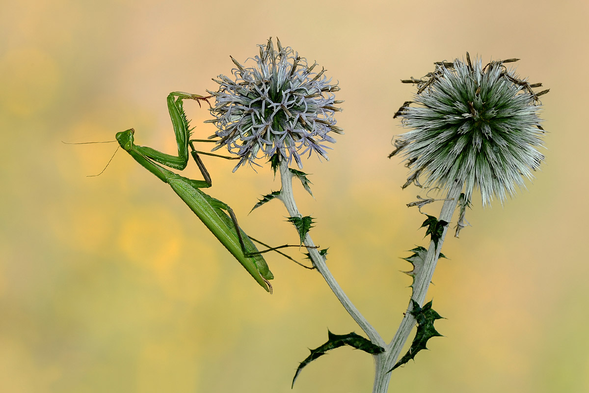 Echinops sphaerocephalus